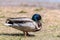 Closeup of a mallard duck with blue head