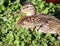 Closeup of a Mallard duck female resting and nestled in grass