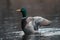 Closeup of a mallard duck gliding on a pond