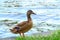 Closeup of mallard duck standing on the riverbank of the river Vltava in Prague, Czech Republic and looking to the distance