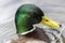 Closeup of a Mallard head, picture from Northern Sweden