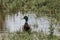 Closeup Mallard in a Pond