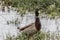 Closeup Mallard in a Pond