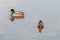 Closeup of mallards swimming on a lake in Les Grangettes Natural Reserve, Villeneuve, Switzerland