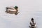 Closeup of mallards swimming on a lake in Les Grangettes Natural Reserve, Villeneuve, Switzerland