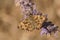 Closeup on mallow skipper butterfly, Carcharodus alceae, sitting on purple Russian sage flowers