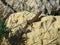 Closeup of a Maltese wall lizard on the rock under the sunlight with a blurry background in Malta