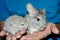 Closeup Mama and Baby beige Chinchilla