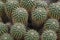 Closeup of Mammillaria compressa cacti