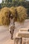 Closeup of man carrying heap of straw, Bullapur, Karnataka, India