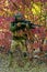 Closeup man in green uniform with sniper rifle. Airsoft soldier stand in red bush. Vertical photo