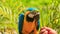Closeup Man Hand Feeds Parrot in KL Bird Park