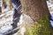 closeup of man with motor chainsaw cutting tree