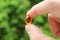 Closeup Man`s Fingers Holding a Transparent Supplement Gelcap Against Blurry Green Foliage