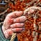 Closeup of man`s hand working gardener keeps the rope. Male hand is calloused and bruised. Tinted.