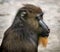 Closeup of a Mandrill under the sunlight with a blurry background