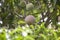 Closeup Mango fruit on tree in the garden.