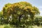 Closeup Of Mango Tree Growing At Roadside