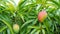 Closeup of Mangoes hanging in mango farm, agricultural industry concept