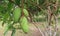 Closeup mangoes at mangoes tree. Plants and fruits concep