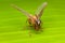 Closeup mantid fly on green leaf