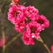 Closeup of Manuka myrtle or Leptospermum scoparium or New Zealand tea tree