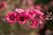 Closeup of Manuka myrtle or Leptospermum scoparium or New Zealand tea tree