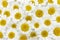 Closeup of many beautiful cute daisy flowers for a background