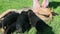 Closeup many black puppies suck milk from adult german shepherd female