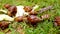 Closeup of many crawling, loving and eating Snails