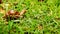 Closeup of many crawling, loving and eating Snails