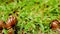 Closeup of many crawling, loving and eating Snails