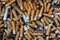 Closeup of many dirty cigarettes