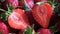 Closeup of many fresh sliced strawberries. Garden strawberry season
