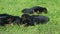 Closeup many little black german shepherd puppies crawl together in green grass