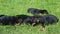 Closeup many little black german shepherd puppies crawling in green grass
