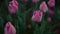 Closeup many pink flowers outdoors. Tulip buds on emerald leaves background.