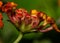 Closeup of Many Red and Yellow Petals Of Lantana Flower