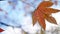 Closeup. maple autumn leaf on a background of blurred foliage and sky