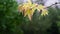 Closeup of maple branches in the rain, raindrops hitting yellow leaves