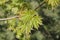 Closeup of maple tree branch with green shiny leaves with the background of nature on a spring day in Kaunas, Lithuania