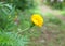 Closeup Marigold in the garden Thailand