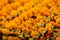 Closeup on marigold garlands