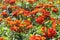 Closeup of Marigold or Tagetes for perennial colorful garden