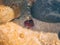 Closeup of marine anemone at Polvoeira Beach in Portugal on a sunny day