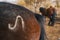 Closeup mark on the rump of the Mongol horse of Western Mongolia. Animal.