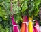 Closeup market display of fresh organic rainbow chard