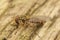 Closeup of a Marmelade hoverfly, Episyrphus balteatus sitting on wood