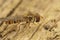 Closeup of a Marmelade hoverfly, Episyrphus balteatus sitting on wood