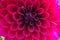 Closeup of maroon pink dahlia flower